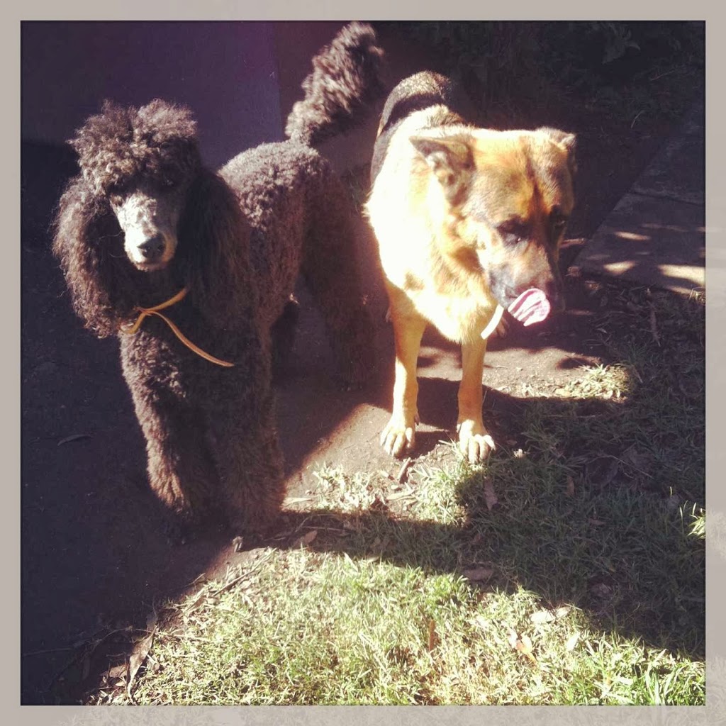 Doggy Farmstay |  | 816A Old Northern Rd, Middle Dural NSW 2158, Australia | 0412002424 OR +61 412 002 424