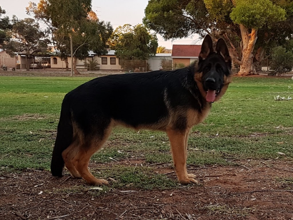 Whyalla Dog Park | park | 40 Searle St, Whyalla Norrie SA 5608, Australia