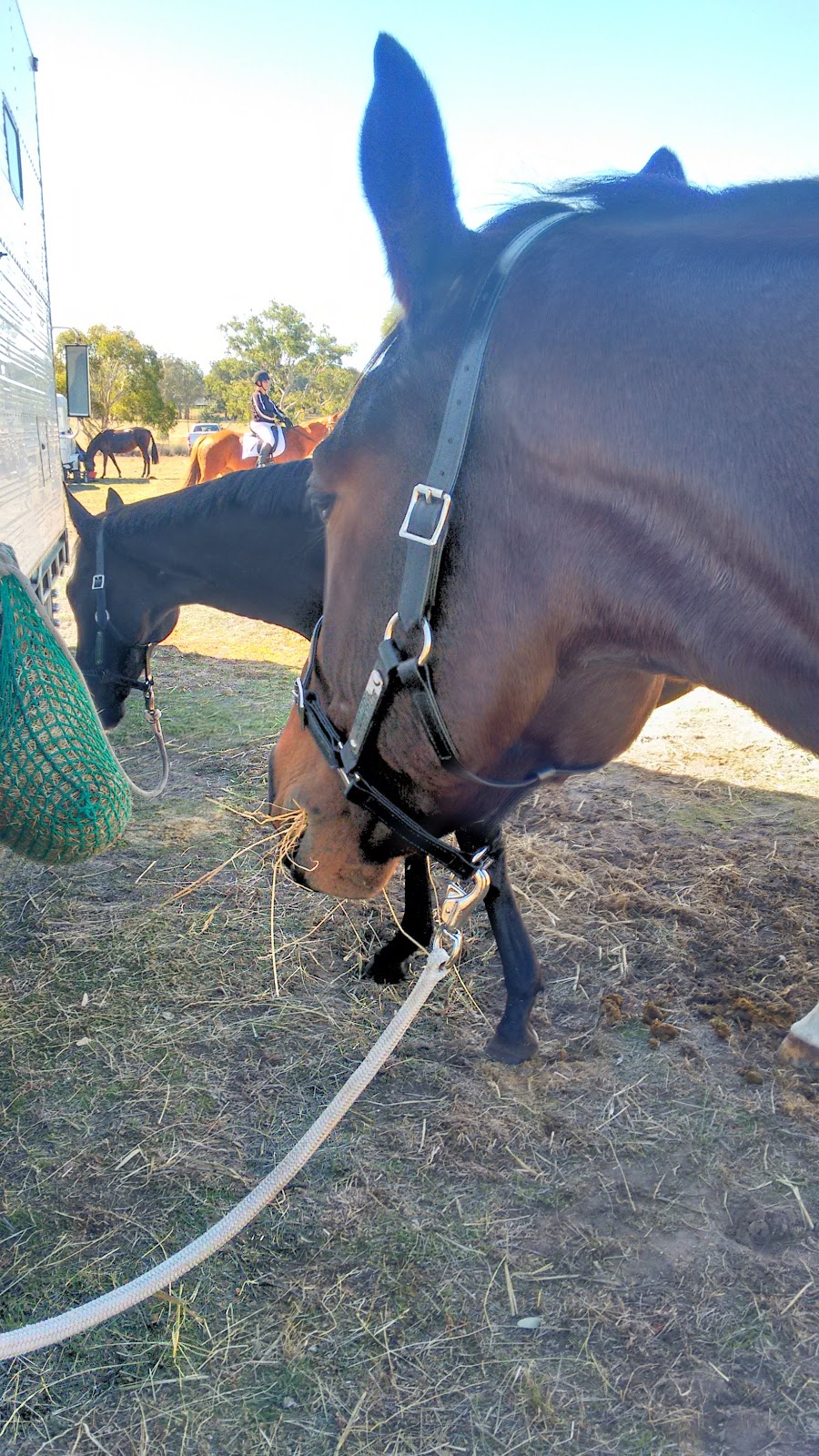 Mount Crawford Dressage Club | 100 Cowell Rd, Mount Crawford SA 5351, Australia | Phone: 0414 508 783