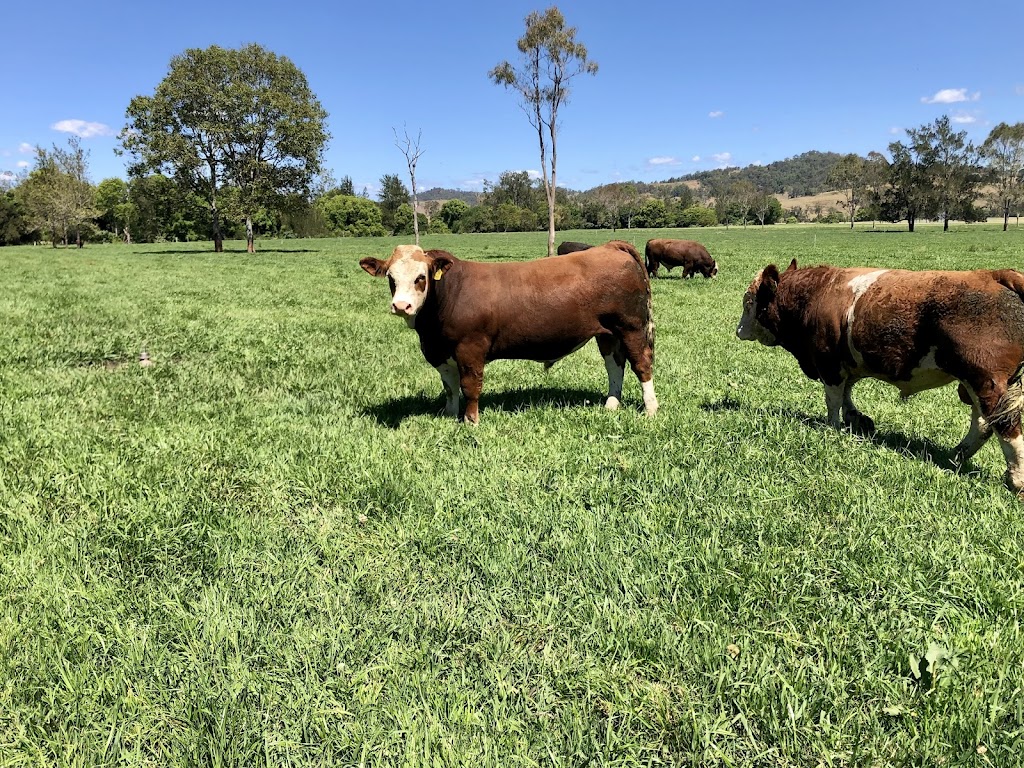 JARRAVALE Simmentals | 45 Green Pigeon Rd, Horseshoe Creek NSW 2474, Australia | Phone: 0427 192 903