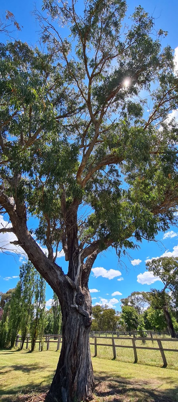 Glen Gowrie Distillery | 375 Furracabad Rd, Glen Innes NSW 2370, Australia | Phone: 0498 610 651