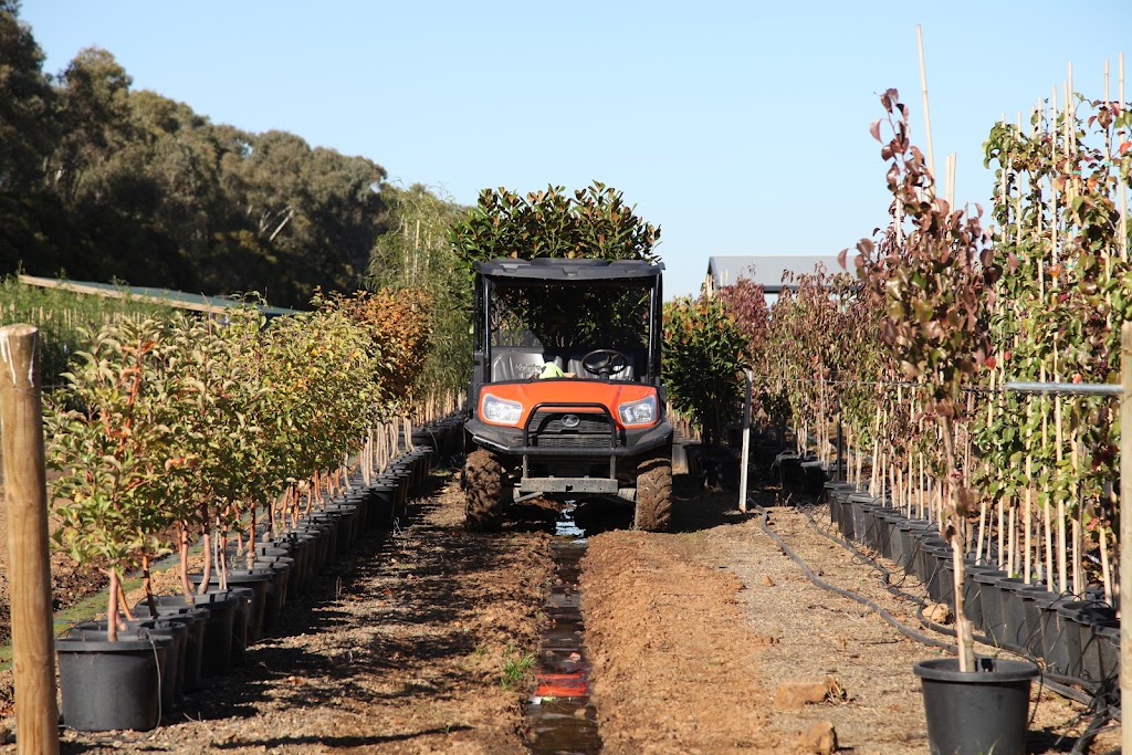 Arboretum Farm | 136 Evans Rd, Nathalia VIC 3638, Australia | Phone: 0428 741 634