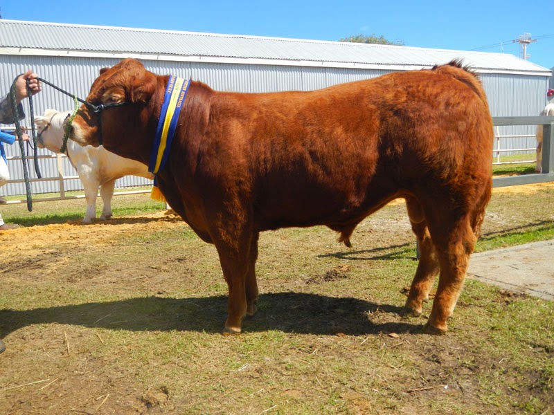 Unison Limousins | food | 168 Skippings Rd, Boyanup WA 6237, Australia | 0417315188 OR +61 417 315 188