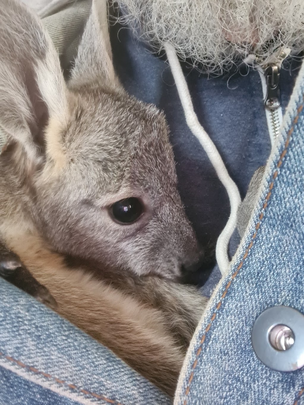 Warrego Wildlife Rescue Rehabilitation & Education Inc. | Redford Rd, Mungallala QLD 4467, Australia | Phone: 0475 095 577