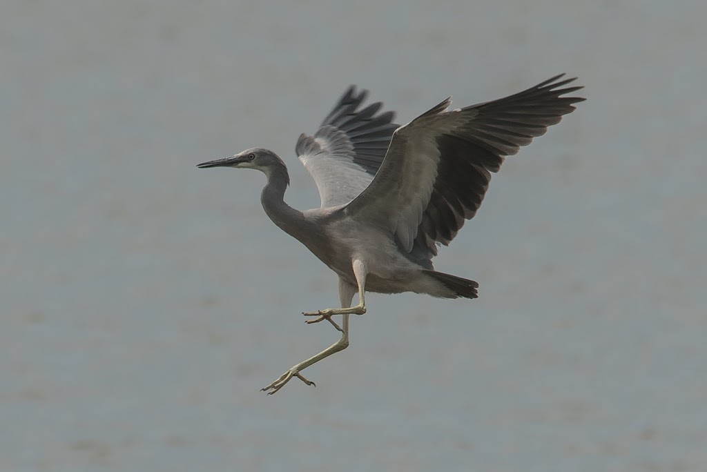 Colac Birder | 85 Sinclair St, Colac VIC 3250, Australia | Phone: 0410 556 592