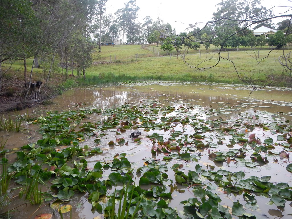 MicroHerbs.com.au | 503 beaudesert - nerang road, Mount Nathan Rd, Mount Nathan QLD 4211, Australia | Phone: 0410 619 158