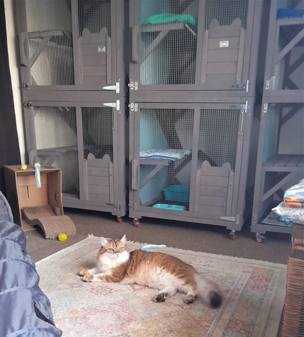 Kats Cat Care | 56 Terrymont Rd, Warrimoo NSW 2774, Australia | Phone: 0423 077 882