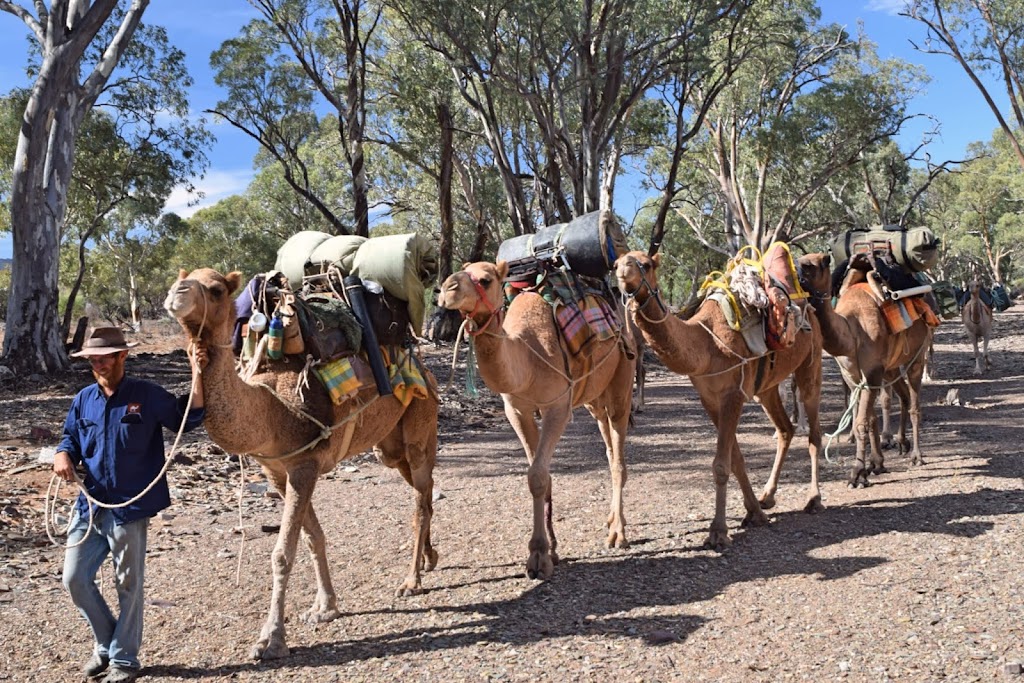 Flinders and Beyond Camel Treks | N Flinders Rd, Blinman SA 5730, Australia | Phone: (08) 8648 3713
