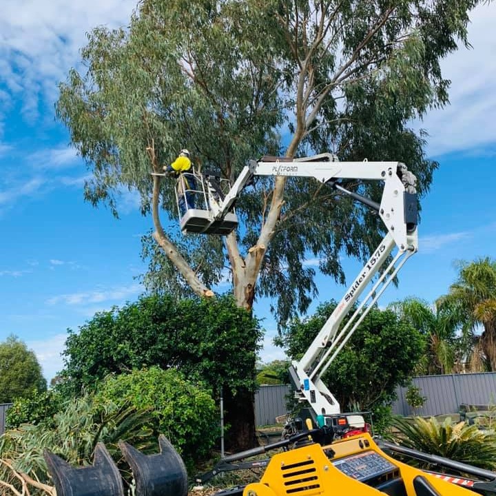 Cut Above Tree Care | 2 Queen St, Roma QLD 4455, Australia | Phone: 0412 303 650