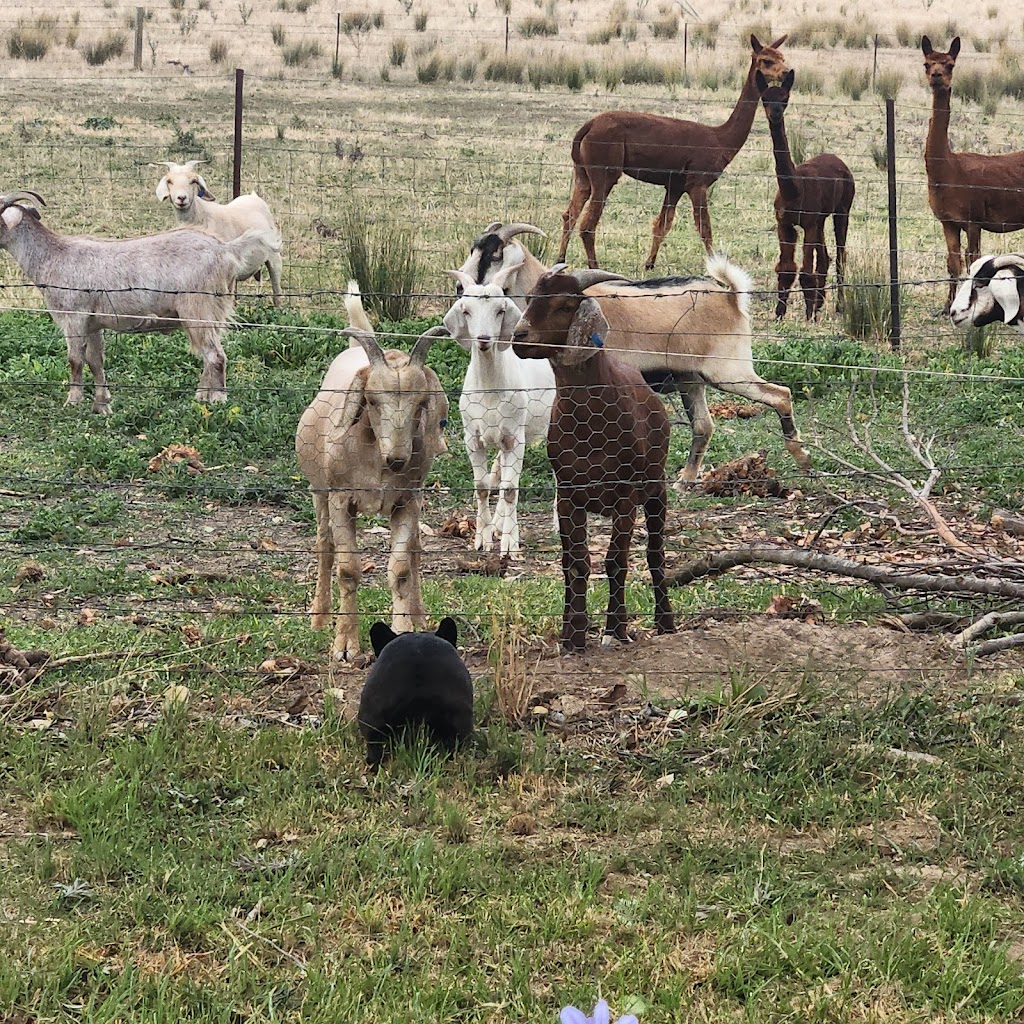 Bowser caravan & wild life park | 25 Morrison Rd, Bowser VIC 3678, Australia | Phone: 0494 375 315