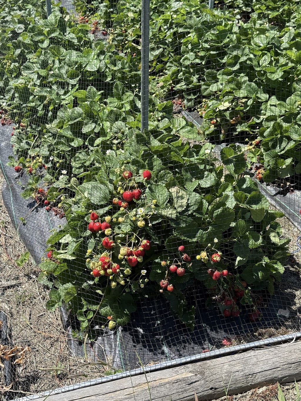 OrKID Mix | 295 Woodleigh-st Helier Rd, The Gurdies VIC 3984, Australia | Phone: 0449 992 236