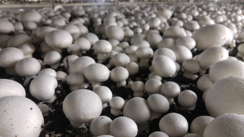 Majestic Mushrooms Pty Ltd. | 176 Dicks Creek Rd, Murrumbateman NSW 2582, Australia | Phone: (02) 6227 0496
