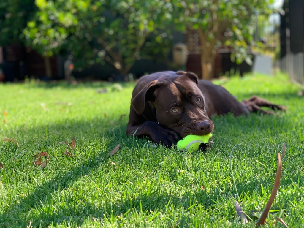 Blakiston Dog Sitting | 29 Howard Ct, Blakiston SA 5250, Australia | Phone: 0408 398 007