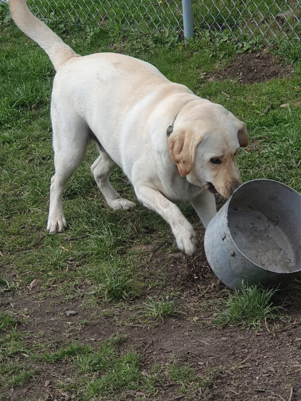 Dogs Day Out | Pipeline Track, Tyers VIC 3844, Australia | Phone: 0400 796 353