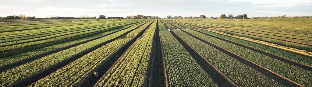 Australian Fresh Salads PTY Ltd. | 9 Mills Ln, Maffra VIC 3860, Australia | Phone: (03) 5141 1636