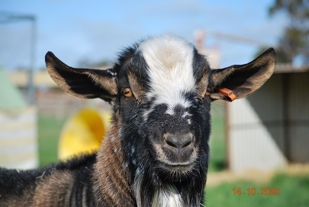 Gippsland Miniature Goats | food | Longwarry-Drouin Rd, Longwarry VIC 3816, Australia | 0447215412 OR +61 447 215 412