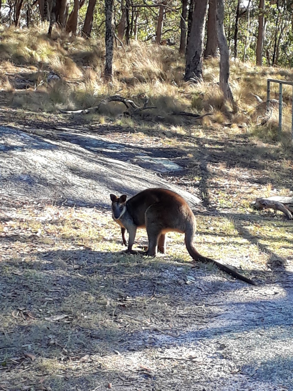 Mount MacKenzie Nature Reserve | Tenterfield NSW 2372, Australia