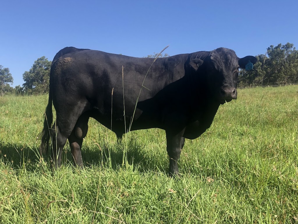 Atherton Angus Stud | 494 Bunyah Rd, Firefly NSW 2429, Australia | Phone: (02) 6559 1678