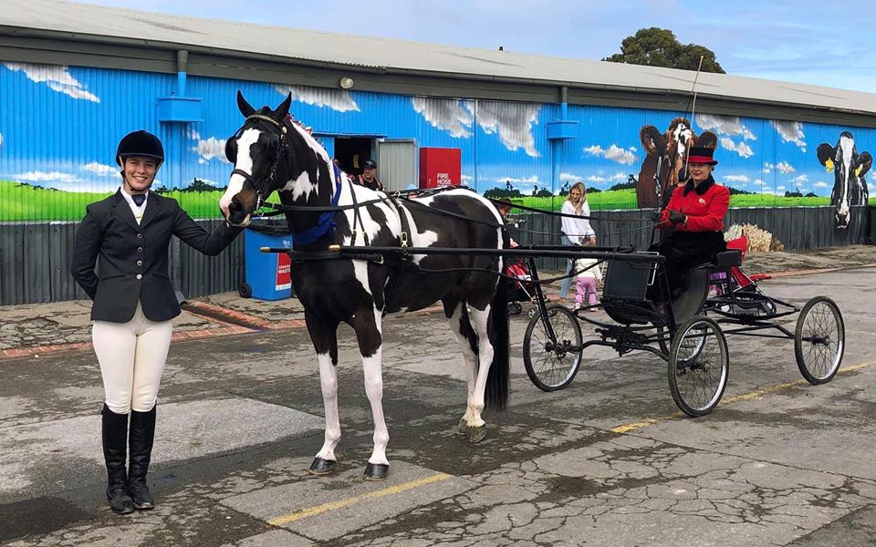 Lane Johnson Harness Horse & Pony Breaking South Australia |  | Robert Rd, Penfield Gardens SA 5121, Australia | 0412892246 OR +61 412 892 246