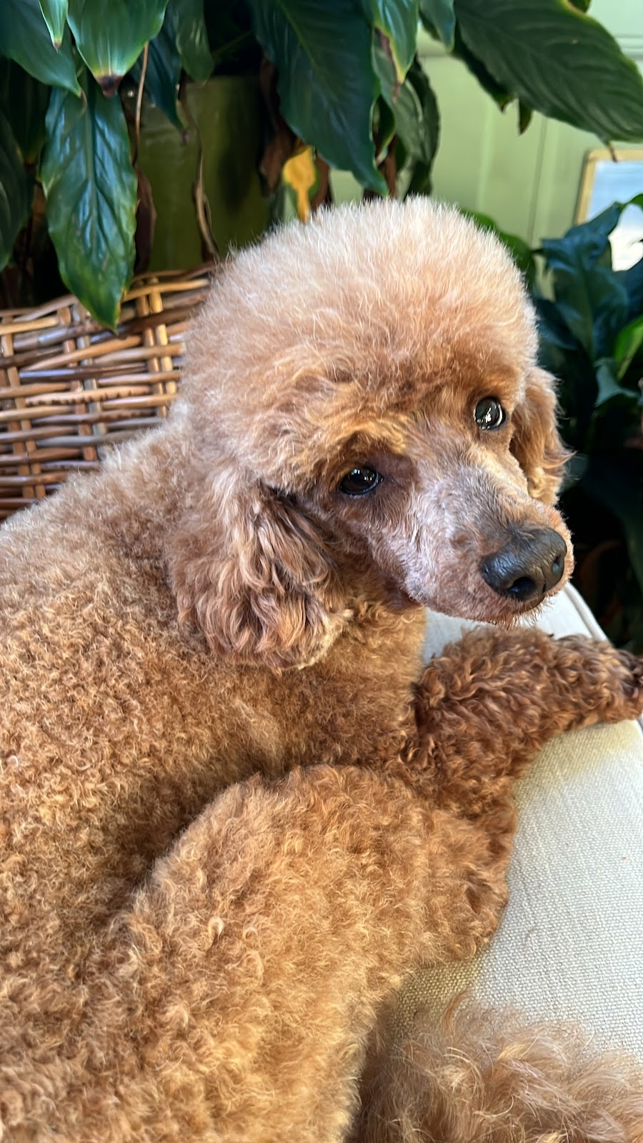 Mountain Pawz | Behind The Antique Shop, 80 Great Western Hwy, Woodford NSW 2778, Australia | Phone: 0415 433 676