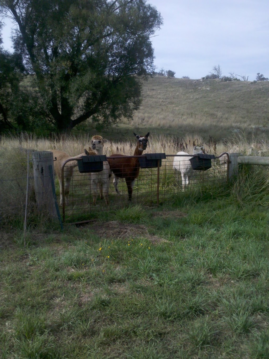 Eucumbene Trout Farm | 1066 Stoney Creek Rd, Rocky Plain NSW 2628, Australia | Phone: (02) 6456 8866