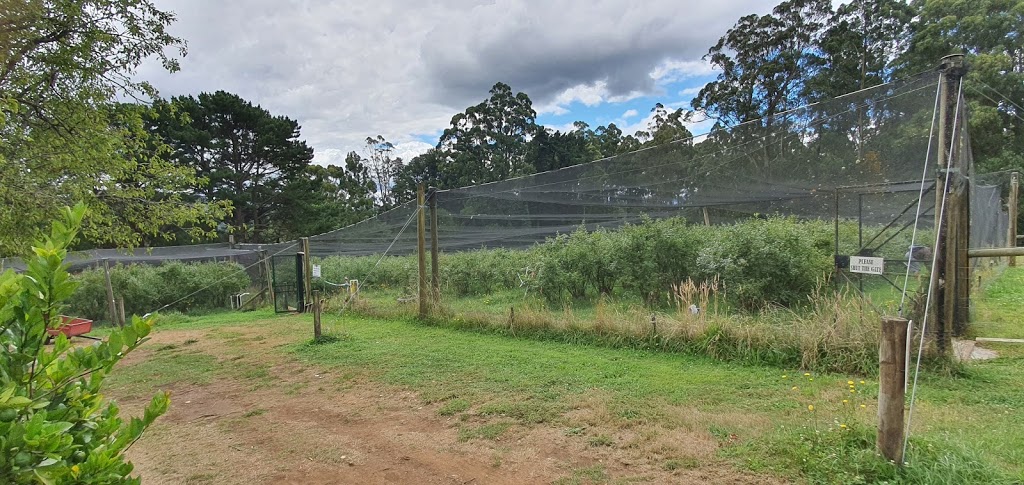 Folly Farm Blueberry Growers | 192 Falls Rd, Olinda VIC 3788, Australia | Phone: (03) 9751 2184