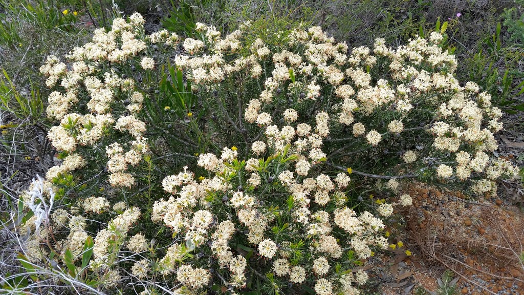 Lesueur National Park | park | Jurien Bay WA 6516, Australia