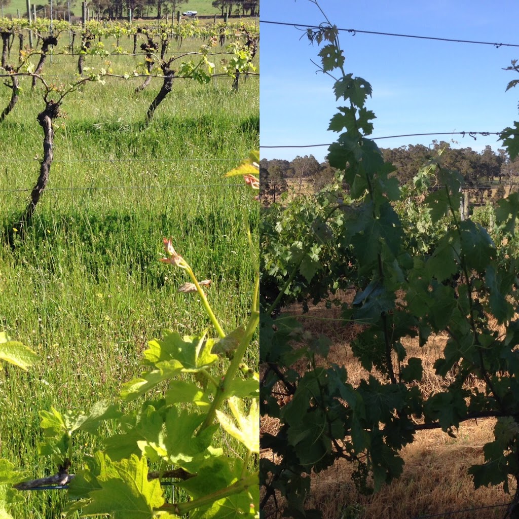 Calneggia Family Vineyards | 6284/372 Payne Rd, Kaloorup WA 6280, Australia | Phone: (08) 9755 0699