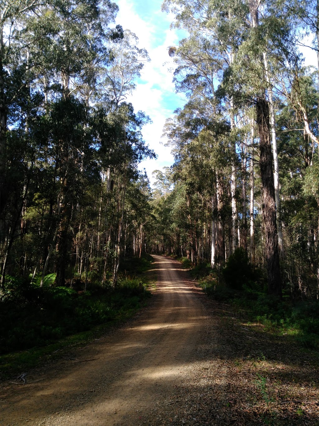 South East Forests National Park | Mount Darragh Road, Coolangubra NSW 2550, Australia | Phone: (02) 6495 5000