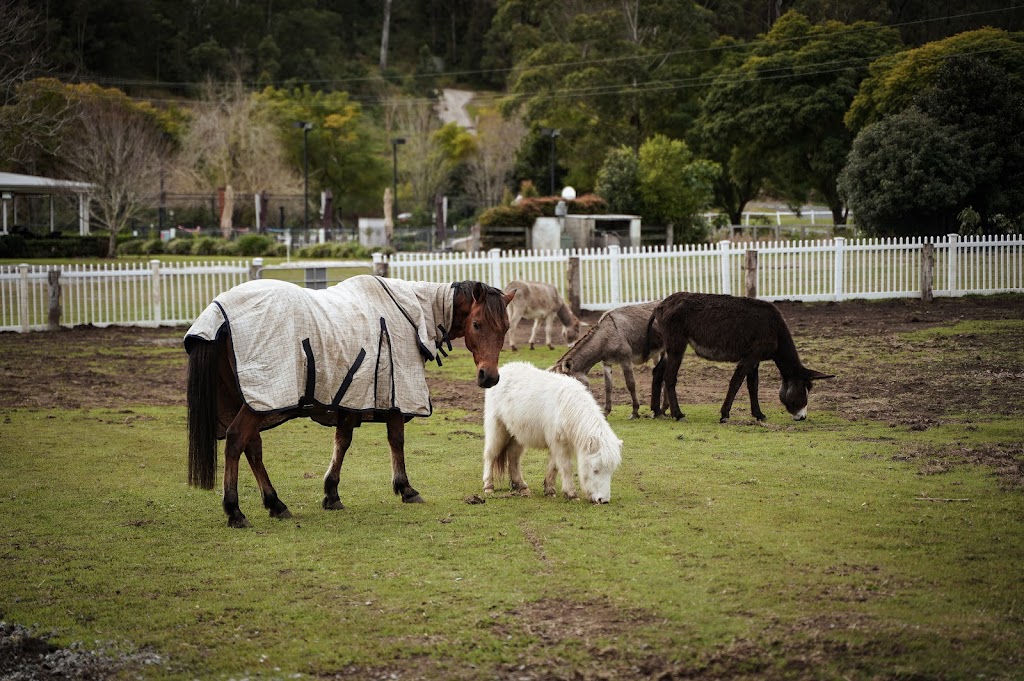 Jolly Jacaranda | 17 Colvin Rd, Canungra QLD 4275, Australia | Phone: 0403 685 505