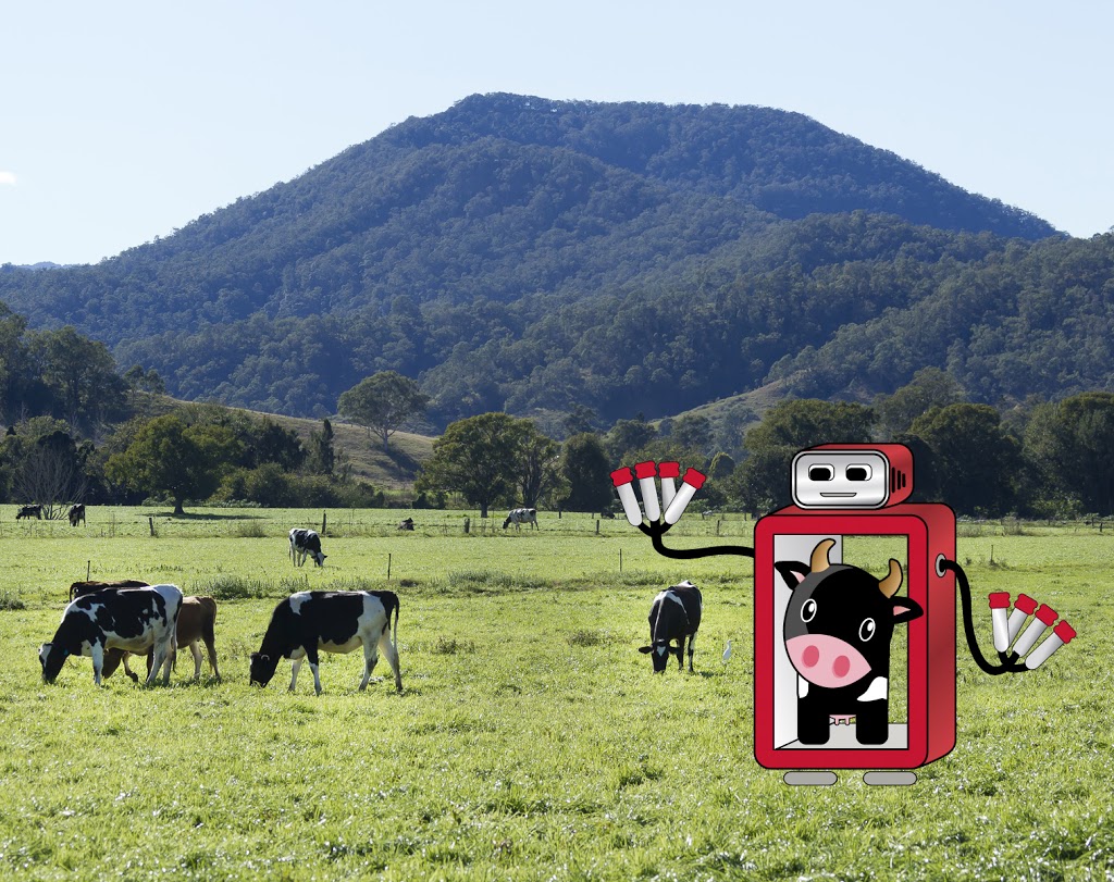 Wilsons Robotic Dairy Kyogle | school | 2019 Summerland Way, Roseberry NSW 2474, Australia | 0266364254 OR +61 2 6636 4254