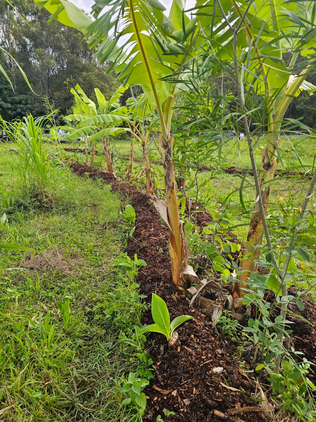 Sustainable Gardens Sunshine Coast | 14 Mango Vale Ct, Diddillibah QLD 4559, Australia | Phone: 0477 422 869