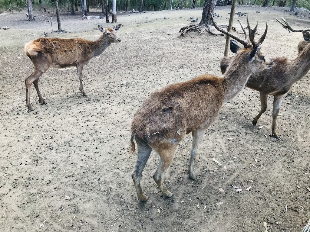 Deer Sanctuary | 6 Lyell Ct, Mount Samson QLD 4520, Australia | Phone: 0411 485 156