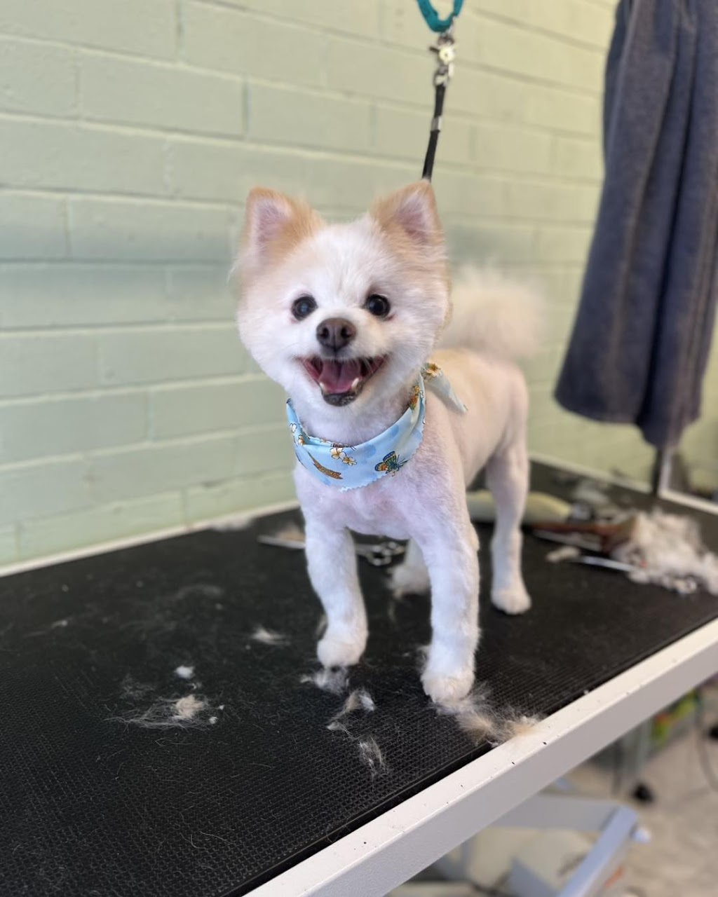 Cinda’s Pet Services | 2/96 Northville Dr, Barnsley NSW 2278, Australia | Phone: 0424 649 428