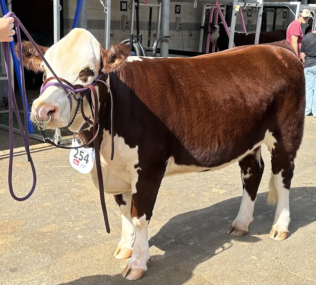 KJM Livestock | 454 Nowendoc Rd, Killawarra NSW 2429, Australia | Phone: 0459 536 224