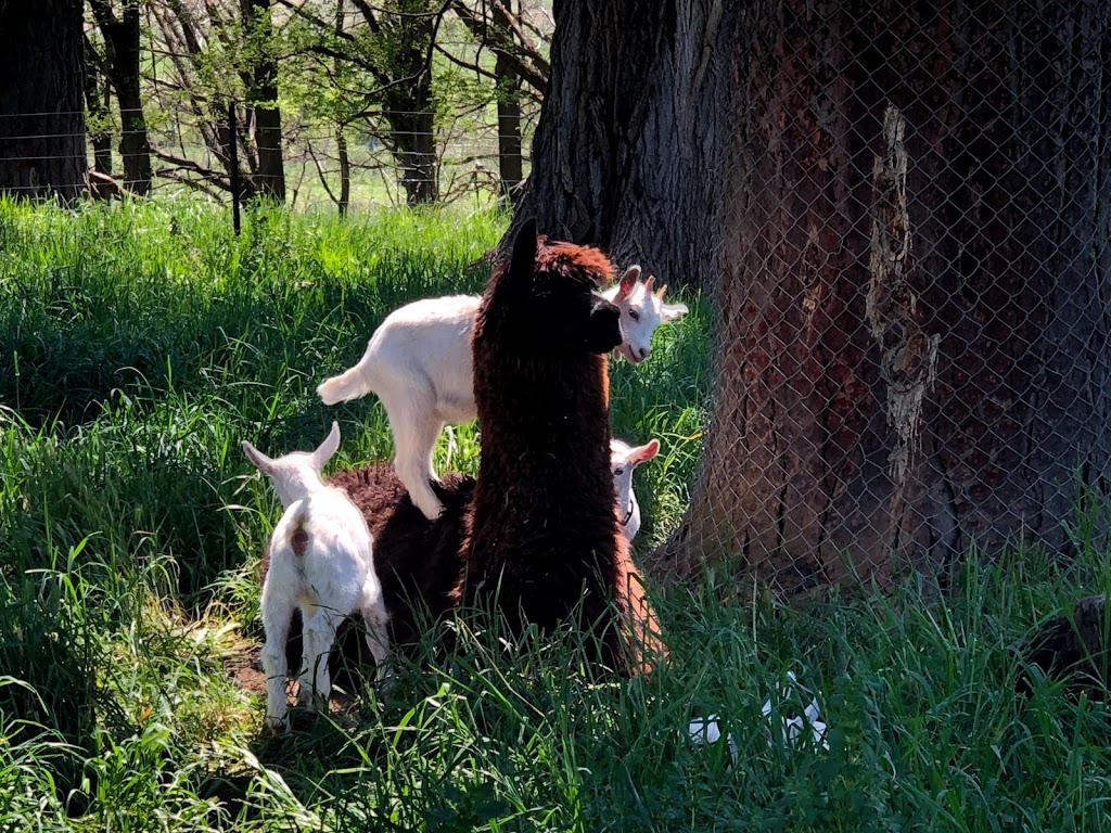 Sunhill Dairy Goats | food | 645 The Gap Rd, Uralla NSW 2358, Australia | 0416509295 OR +61 416 509 295