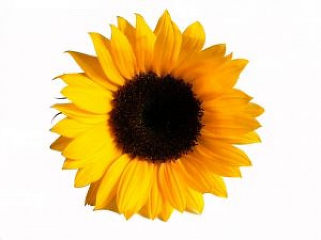 The Sunflower Effect Reiki Room | health | 41 Bashford St, Jurien Bay WA 6516, Australia | 0448504203 OR +61 448 504 203