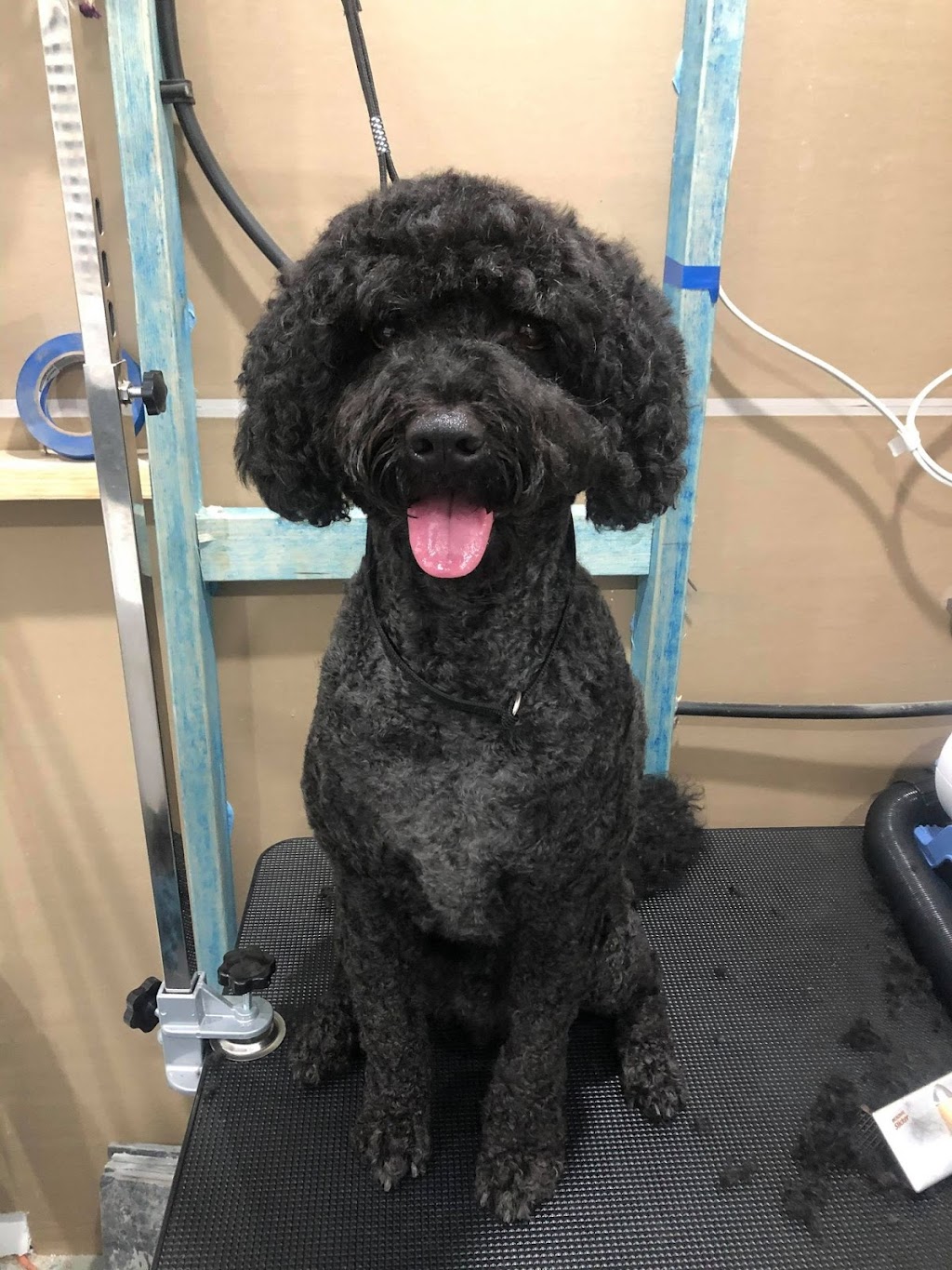 Scrub Woofers Dog Grooming | 4 Penelope Dr, Cornubia QLD 4130, Australia | Phone: 0449 796 654