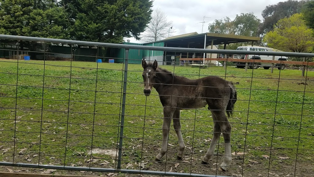 Mount Evelyn Pony Club | 176 Bailey Rd, Mount Evelyn VIC 3796, Australia | Phone: 0419 335 365