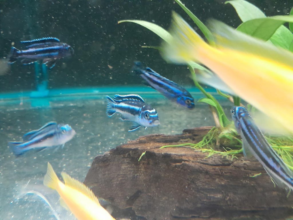 VITALIZE AQUATICS | 59 Queen St, Gloucester NSW 2422, Australia | Phone: 0413 403 423
