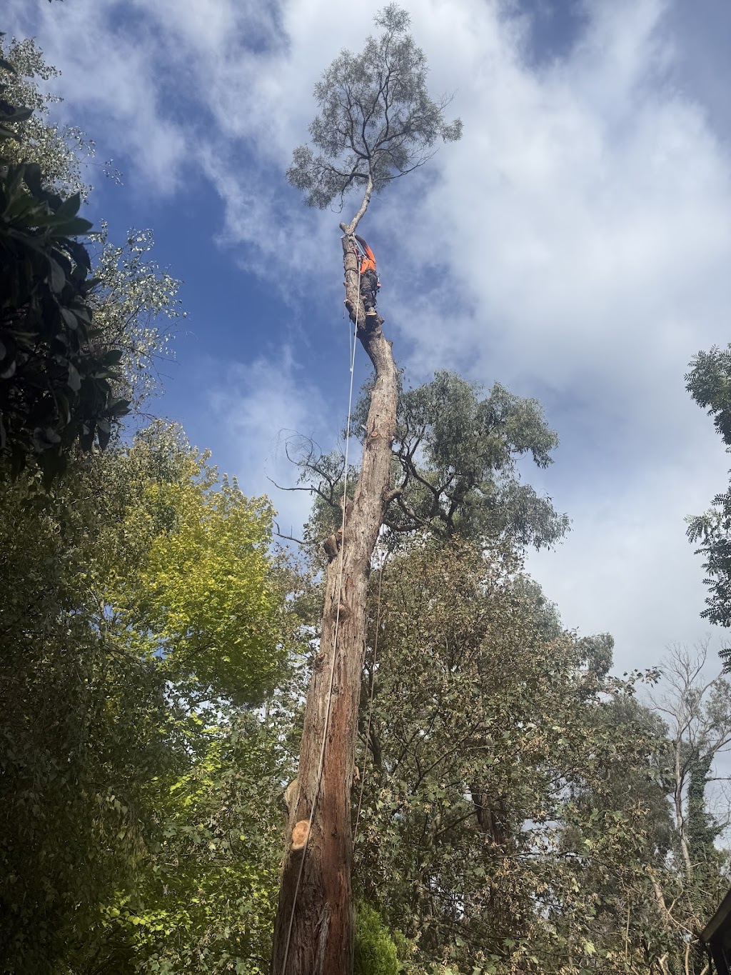 Davies Arboriculture | 135 Emerald-Monbulk Rd, Emerald VIC 3782, Australia | Phone: 0407 118 278