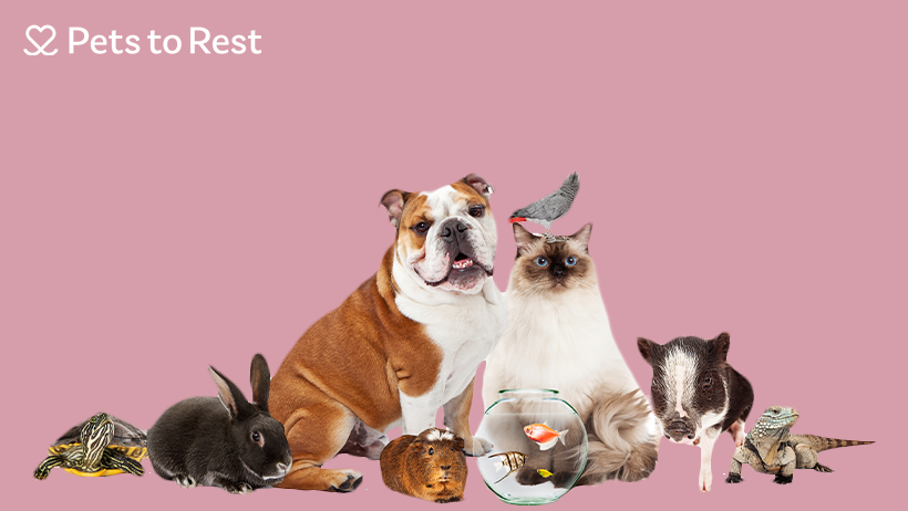 Pets to Rest |  | 3/26 Templar Pl, Bennetts Green NSW 2290, Australia | 1300193301 OR +61 1300 193 301