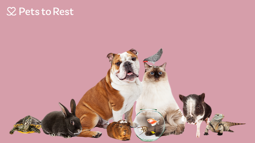 Pets to Rest | 3/26 Templar Pl, Bennetts Green NSW 2290, Australia | Phone: 1300 193 301