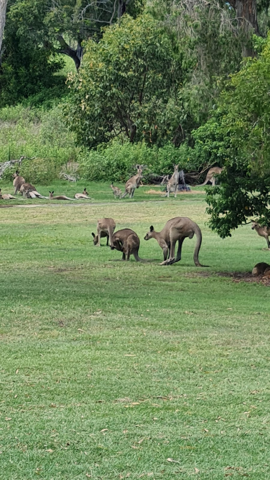 Capricorn International Resort Golf Course | Locked Bag 350, Yeppoon QLD 4703, Australia | Phone: (07) 4925 2621