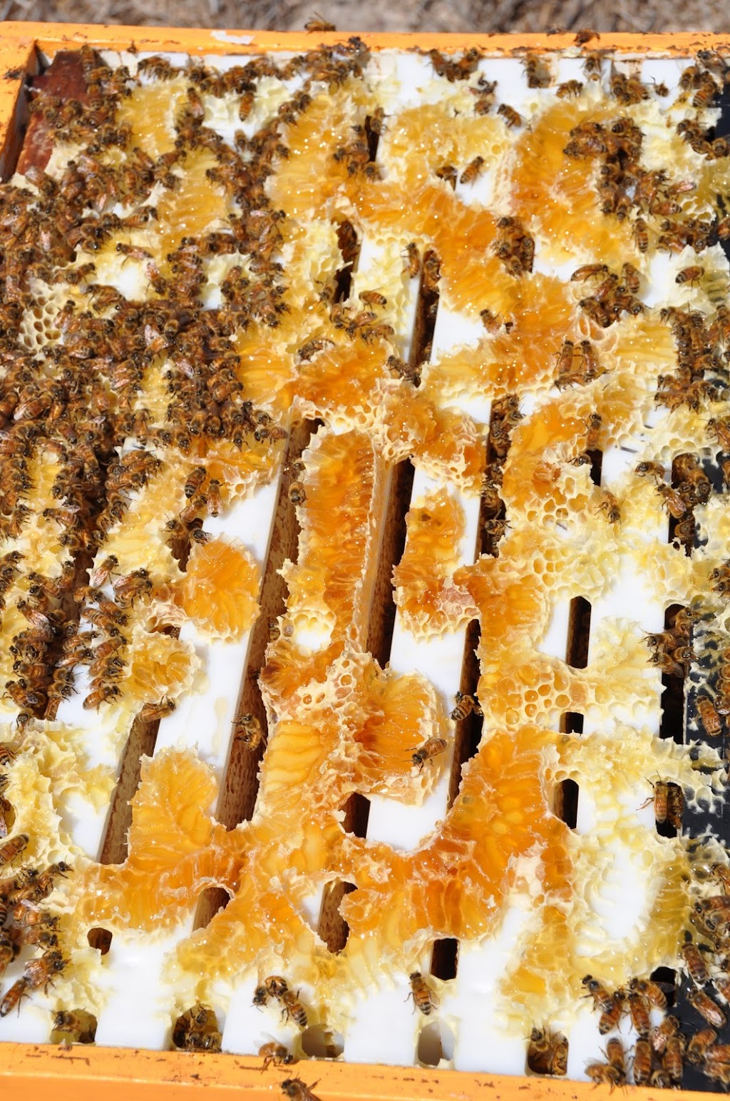 Bees Knees Honey Company | 8 Craigie Dr, Roelands WA 6233, Australia | Phone: 0407 381 215