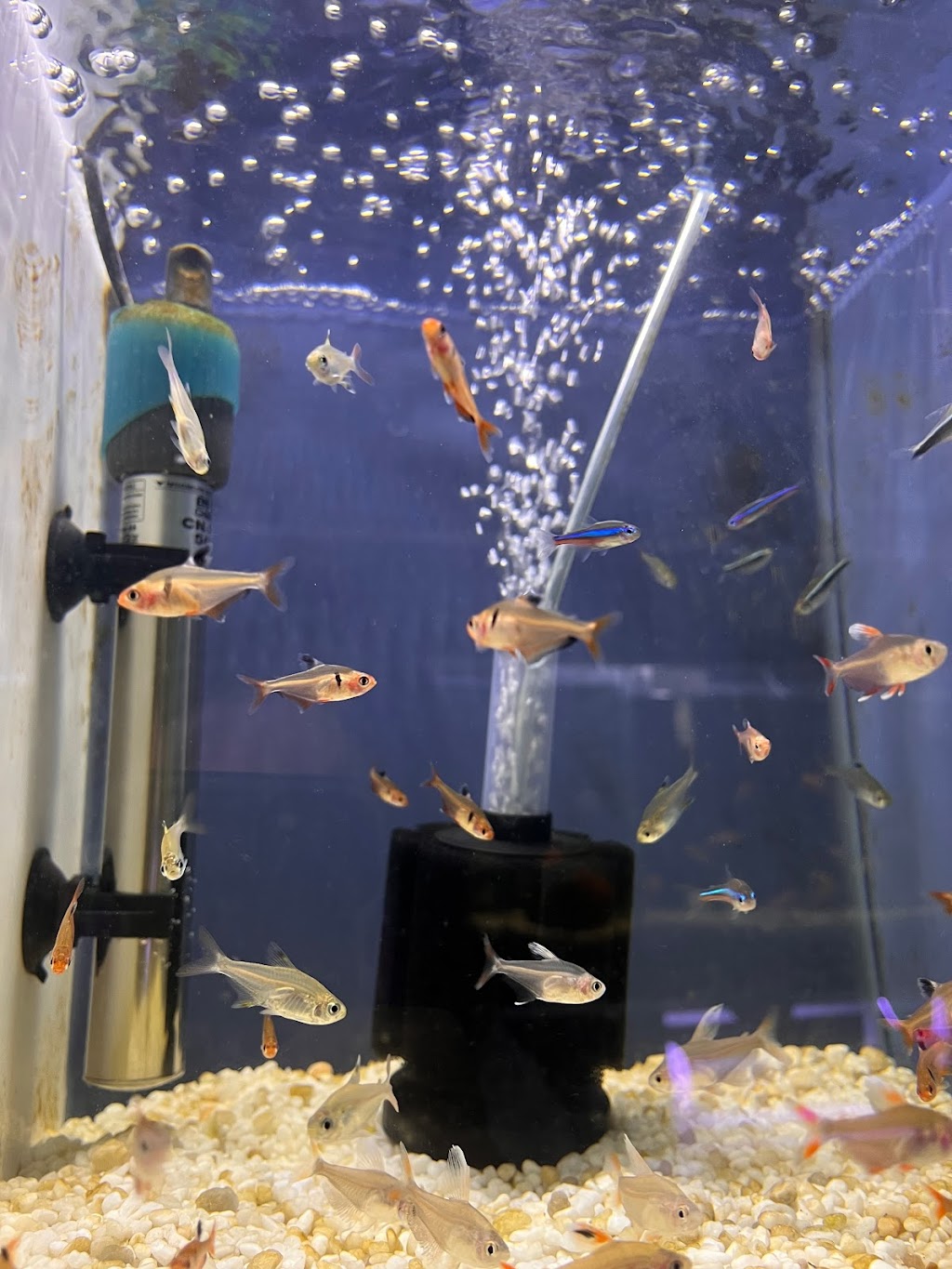 Aquarium Hut | pet store | 3/11 Lonhro Bvd, Cranbourne West VIC 3977, Australia | 0402540285 OR +61 402 540 285