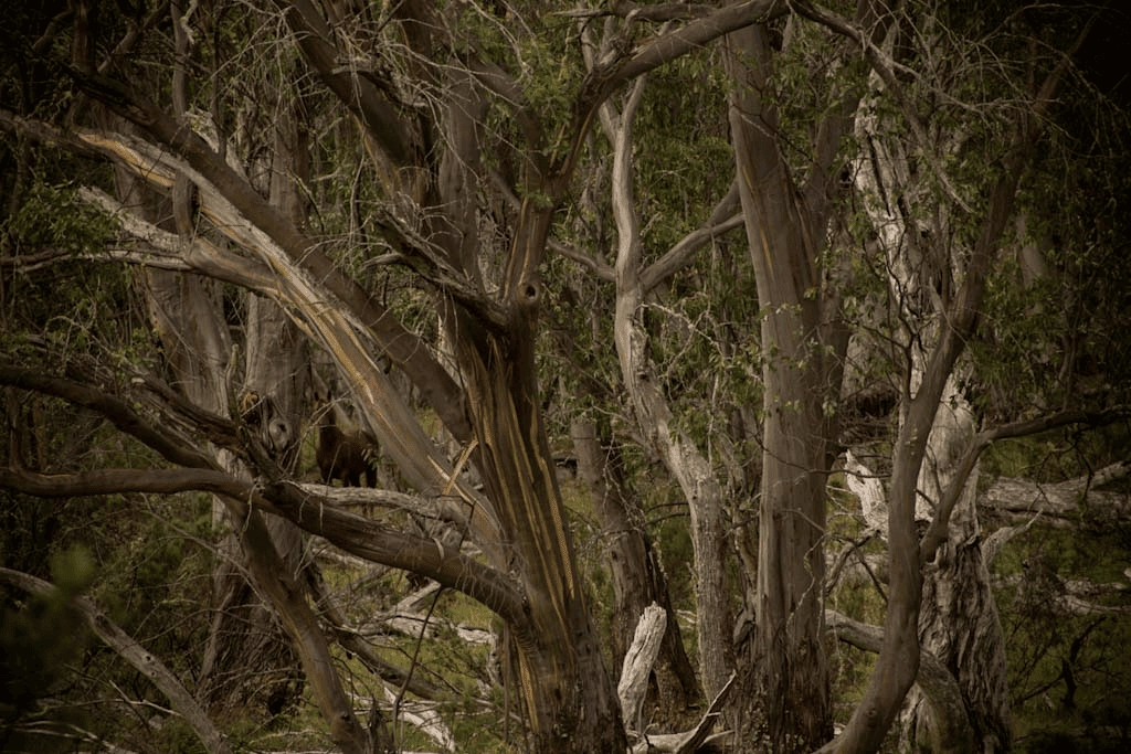 Free Rein Adventure | 310 Quarry Rd, Yallourn North VIC 3825, Australia | Phone: (03) 4137 8312