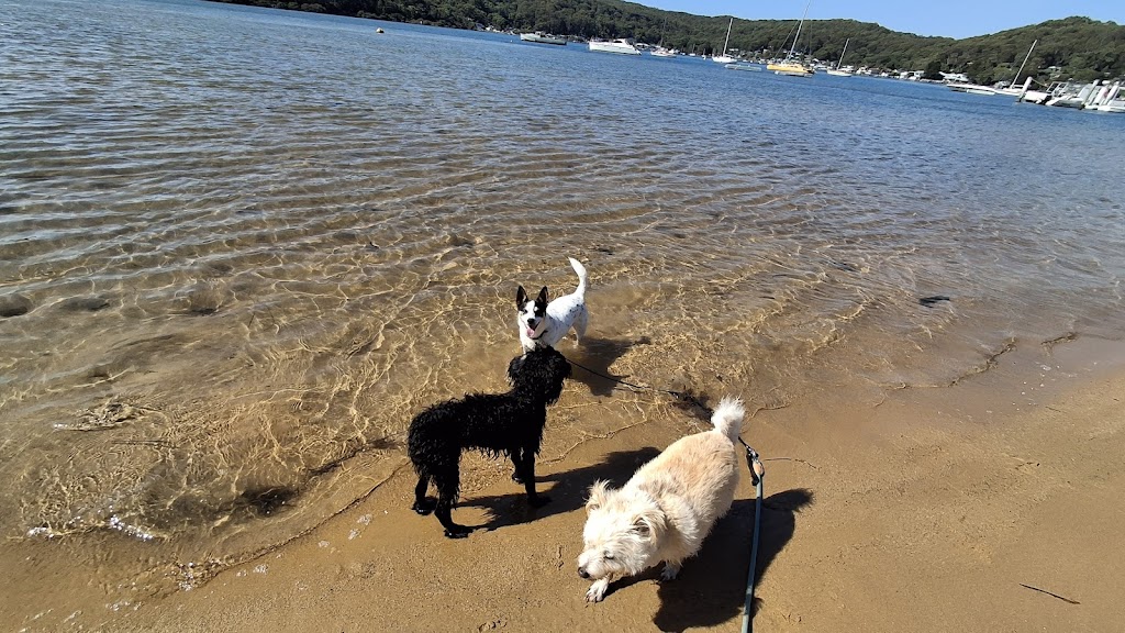 Paws and Play Booker Bay | Davis St, Booker Bay NSW 2257, Australia | Phone: 0431 593 890