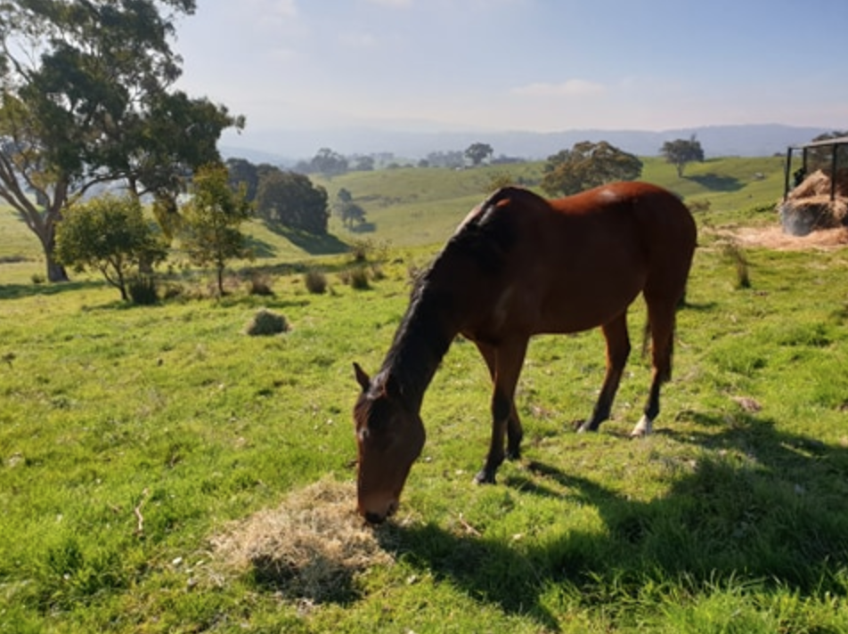 Central Victoria Hay | 974 Baringhup-Havelock Rd, Carisbrook VIC 3464, Australia | Phone: 0419 585 603