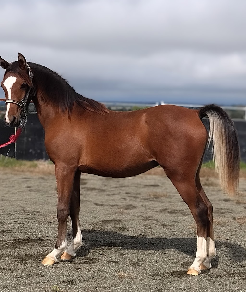 Shanadarr Arabian Stud | 221 Westbrook Rd, Westbrook NSW 2330, Australia | Phone: 0419 110 330
